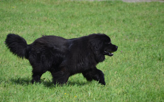 Black dog green field frisbee - a black dog free wallpaper
