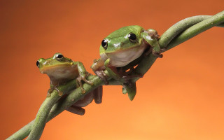 Frogs branch orange background macro - orange free wallpaper