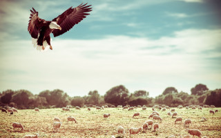 Bald eagle flying sheep trees - a bald eagle free wallpaper