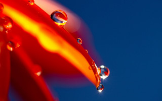 Red flower water drops blue - a red flower free wallpaper