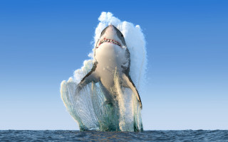 Shark jumping ocean waves blue - tooth free wallpaper