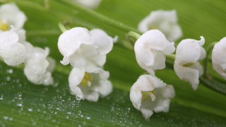 Flower water droplets daisy lily - a few white flower free wallpaper