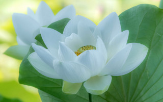 White flower yellow bug green - chang daichien free wallpaper