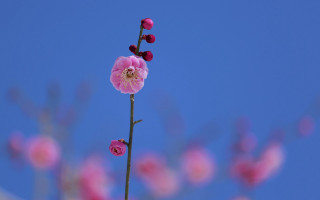 Pink flower blue sky macro 3 - thin free wallpaper
