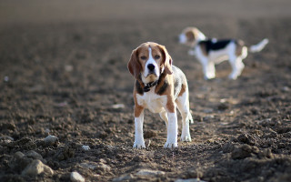 Dog field tiltshift shallowdepth blurry - a dog free wallpaper