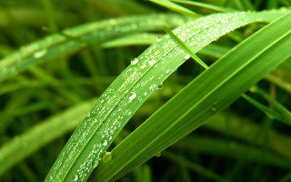 Green plant water droplets macro 13 - a green plant free wallpaper