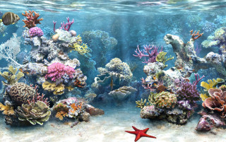 Coral reef starfish marine life - a starfish free wallpaper