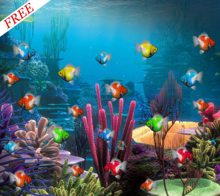 Fish aquarium colored fish free - adobe photoshop free wallpaper