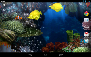 Colorful aquarium fish corals underwater - fish and corals free wallpaper