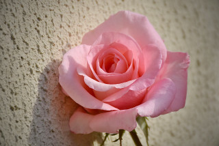 Pink rose wall shadow macro - a shadow free wallpaper