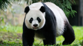 Panda forest bush grass nature - sumatraism free wallpaper