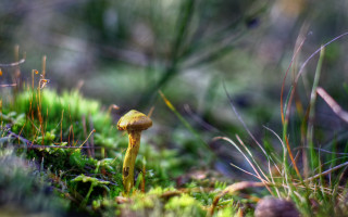 Yellow mushroom moss green plants - ground free wallpaper