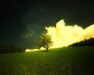 Lone tree field sunset sunbeam - a lone tree in a field under a cloudy sky free wallpaper