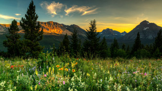 Wildflowers trees mountains sunset clouds - a colorful sky free wallpaper