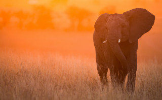Elephant field tallgrass sunset orange - an elephant free wallpaper