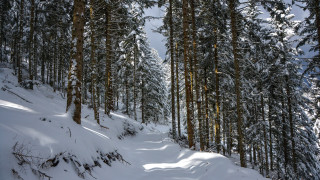 Snowy forest path nature winter - both side of it free wallpaper