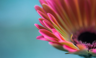 Pink flower blue background macro - a pink flower free wallpaper for desktop