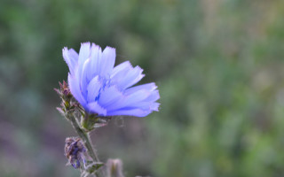 Blue flower blurry background macro 2 - naturalism free wallpaper
