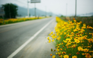 Yellow flowers road highway 101 - the side of it free wallpaper