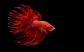 Red fish long tail photorealism - thin free wallpaper