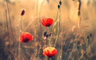Red flower buds autumn kimono - red flower free wallpaper