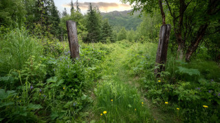 Woods trail wildflowers mountain ecological - a mountain in the distance free wallpaper