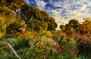 Garden flowers trees clouds summer - a garden free wallpaper for desktop