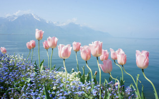 Pink flower scene mountains water - beautiful scenery free wallpaper for desktop