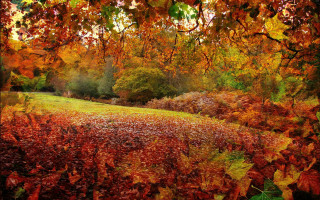 Autumn leaves tree sunset fire - a tree in the background free wallpaper