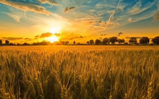 Grass sunset trees clouds autumn - the sun free wallpaper