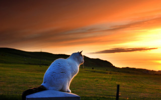 Cat sunset horizon mountains grass - art photography free wallpaper for desktop