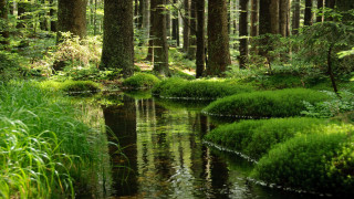 Lush forest stream nature tokyo - forest free wallpaper