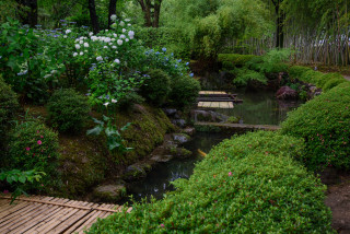 Wooden walkway pond lush green - lush free wallpaper
