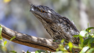 Bird perched branch leaves blurry - an illustration free wallpaper