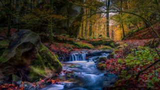 Forest river red leaves nature - covered free wallpaper