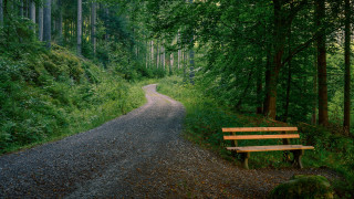 Wooden bench forest road night - the side of a road free wallpaper