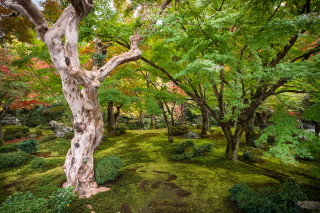 Garden moss forest tree tilt - the middle of the forest free wallpaper