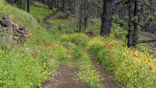 Woods trail wildflowers rockwall colorful - ann thetis blacker free wallpaper