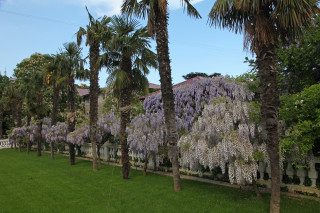 Palm trees purple flowers white - a park free wallpaper