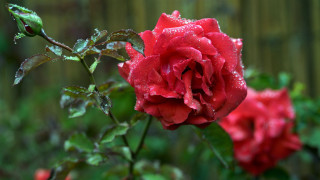 Red rose water droplets fence - a wooden fence free wallpaper
