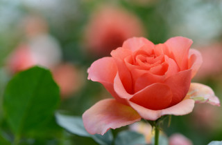Pink rose green leaves bokeh 3 - rose free wallpaper