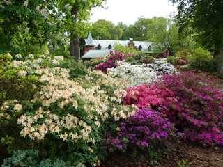 Garden flowers trees colorful nature - flora macdonald reid free wallpaper