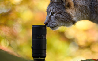 Cat sniffing camera roof fall - a camera len free wallpaper