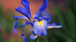 Blue flower yellow stamens garden - a yellow center free wallpaper