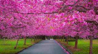 Pink flowers road walking scenery - the middle of the road free wallpaper