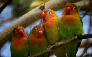 Birds branch tree blue sky - a group of birds free wallpaper