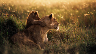 Lion lioness field grass sunshine - wildlife photography free wallpaper for desktop