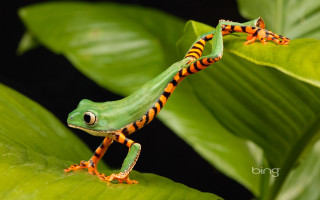 Green orange frog leaf plant - free nature wallpaper