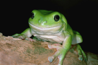 Green frog rock tree branch - a green frog free wallpaper