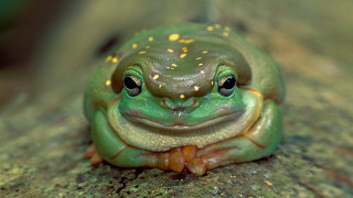 Green frog yellow spots rock - round free wallpaper